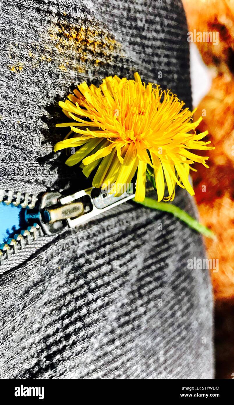 A dandelion placed in a zipper pull sheds pollen on a hoodie. Stock Photo