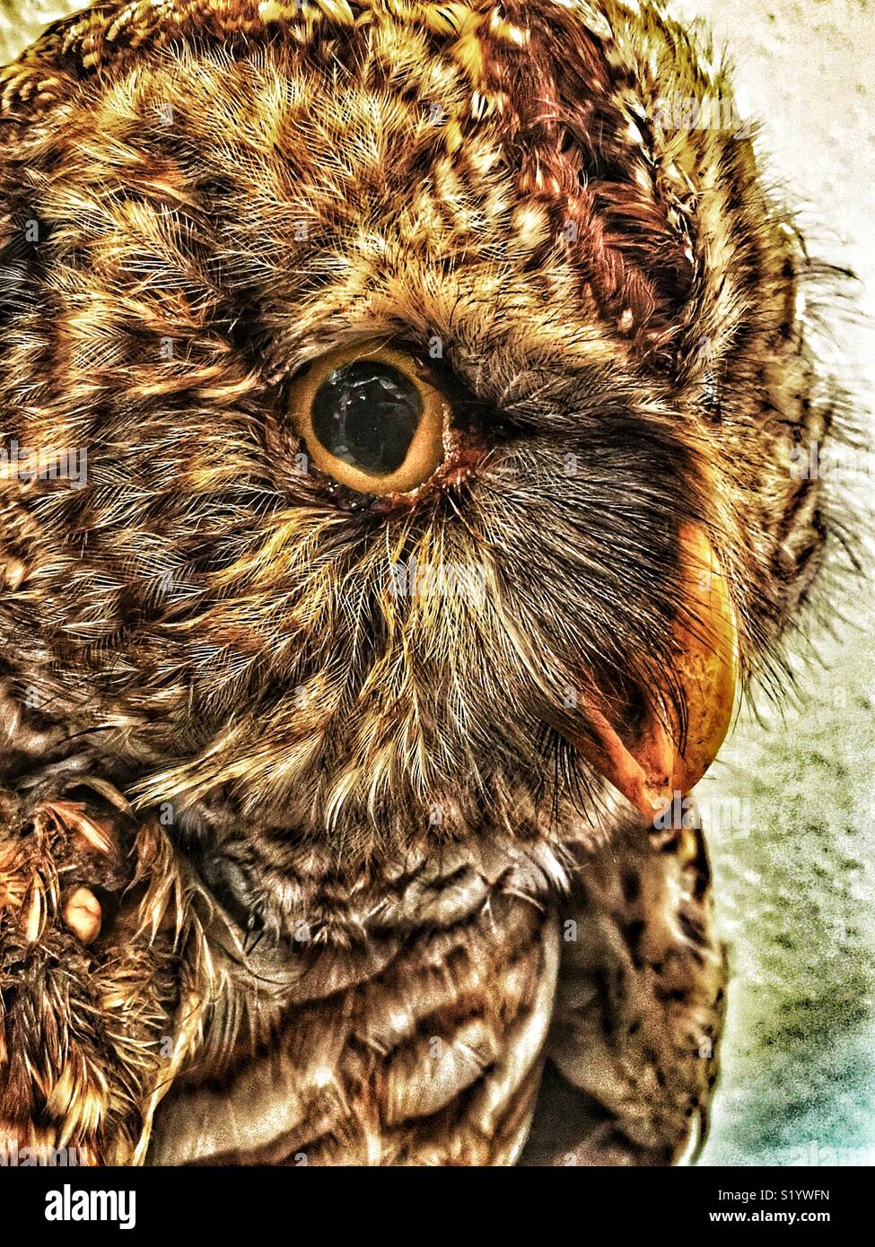 Taxidermy barred owl portrait - Smartphone Captured Stock Image