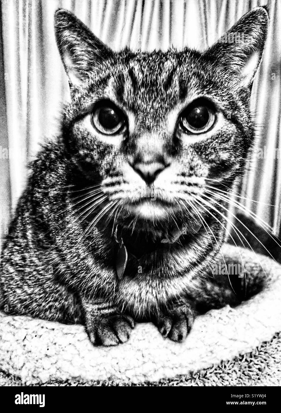 Black and white portrait of tabby cat looking upwards - Smartphone Captured Stock Image
