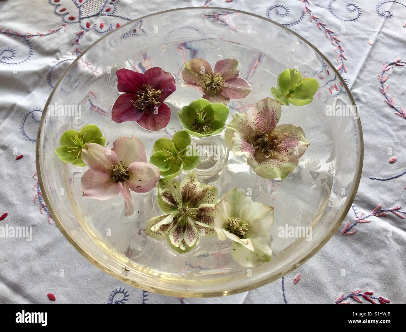 Hellebore blossoms in glass Stock Photo