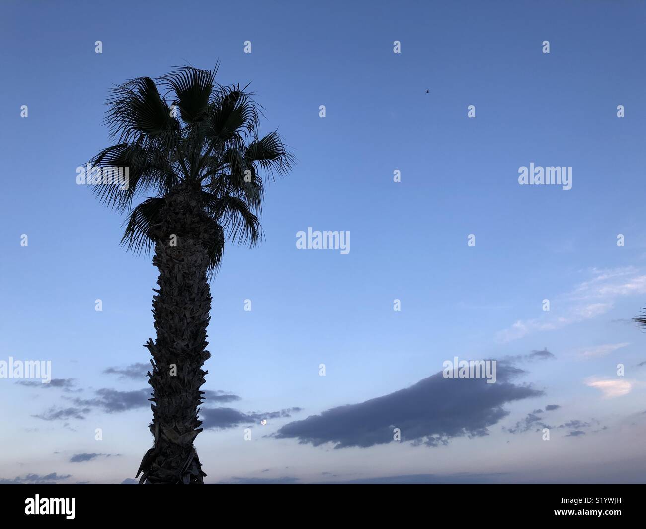 Palm tree on Krasas beach in Larnaca in the evening - Smartphone Captured Stock Image