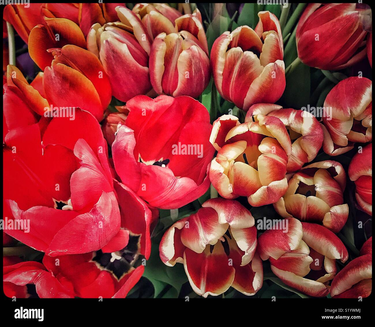 Full frame tulips hi-res stock photography and images - Alamy