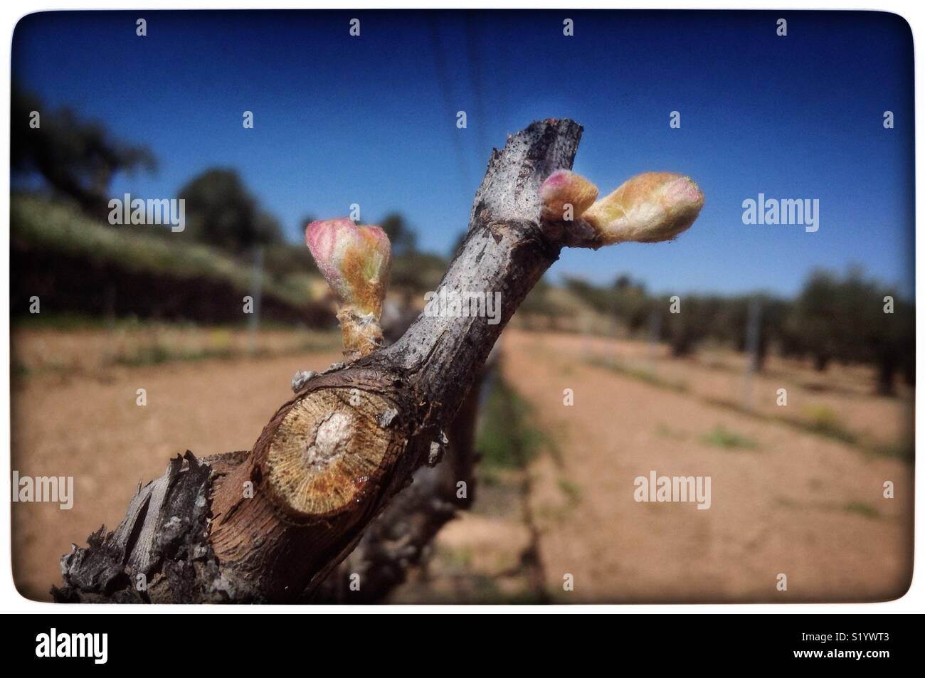 New growth on Syrah grapevines, Catalonia, Spain. - Smartphone Captured Stock Image
