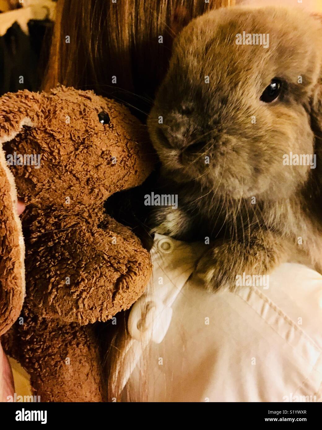 Blue Tort Holland Lop dwarf rabbit being introduced to stuffed toy rabbit Stock Photo