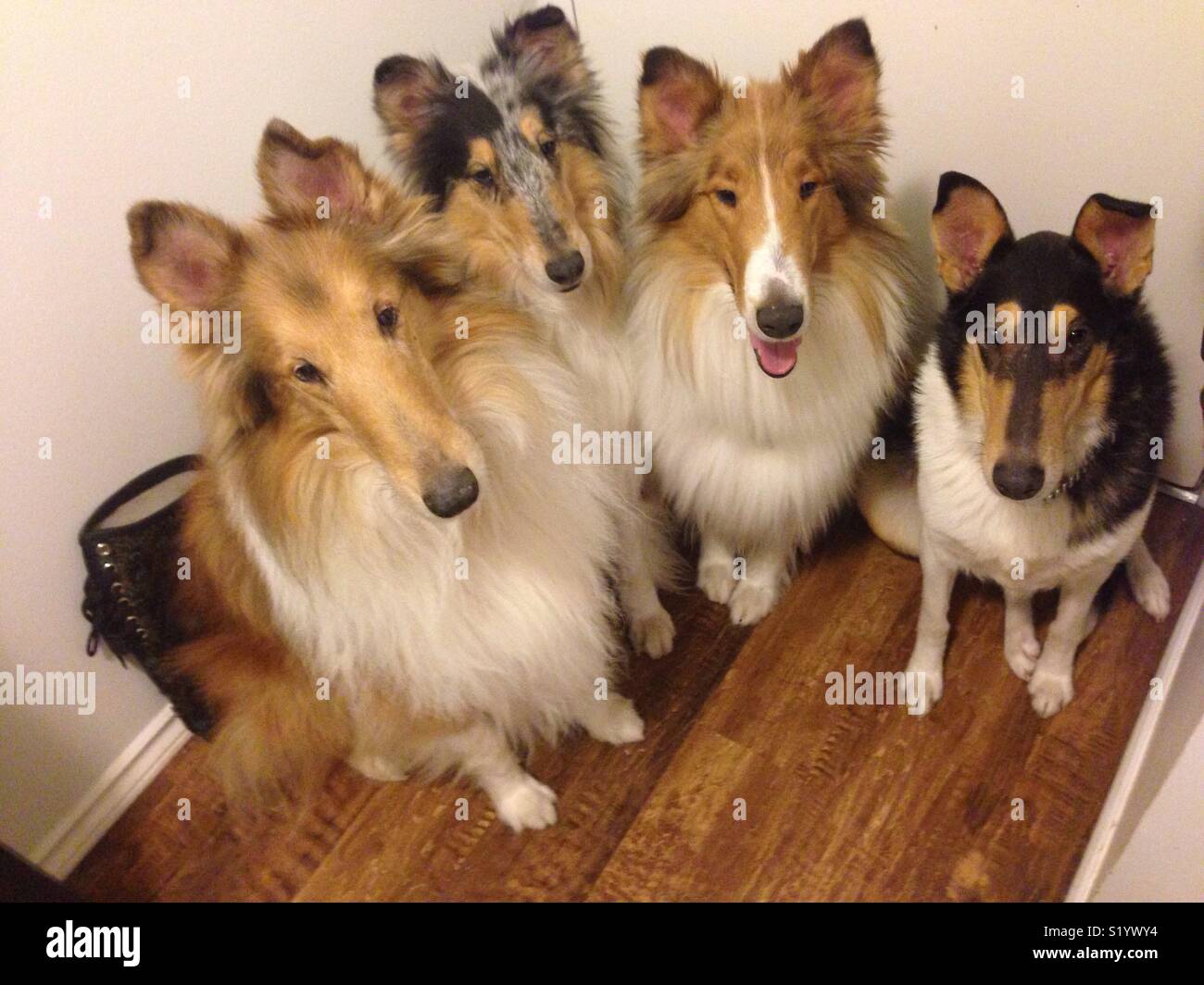 Four collies sitting together Stock Photo