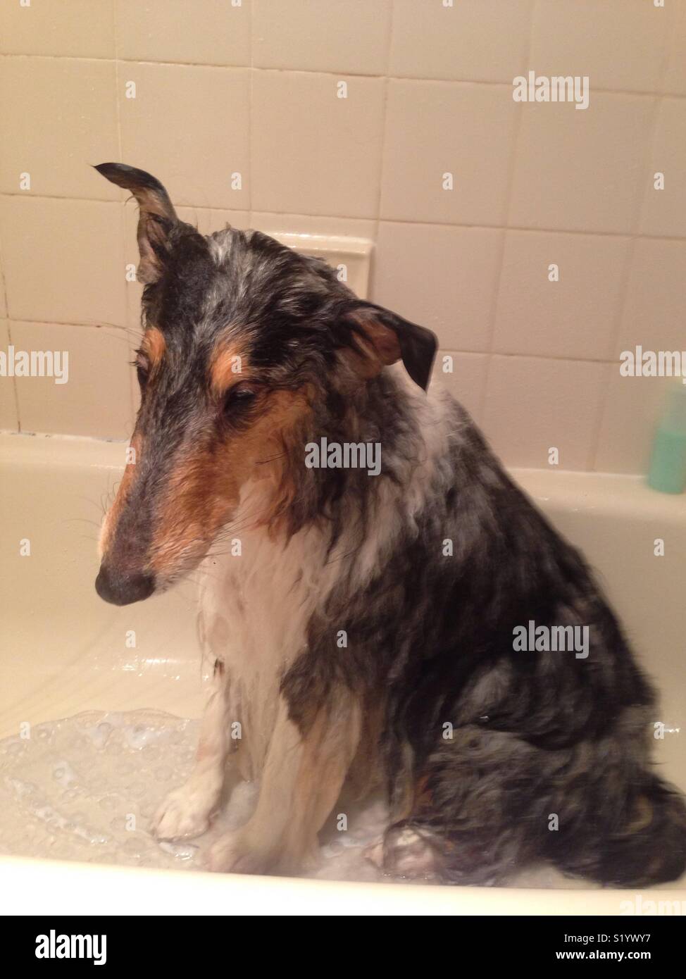 Rough collie in the bath Stock Photo Alamy