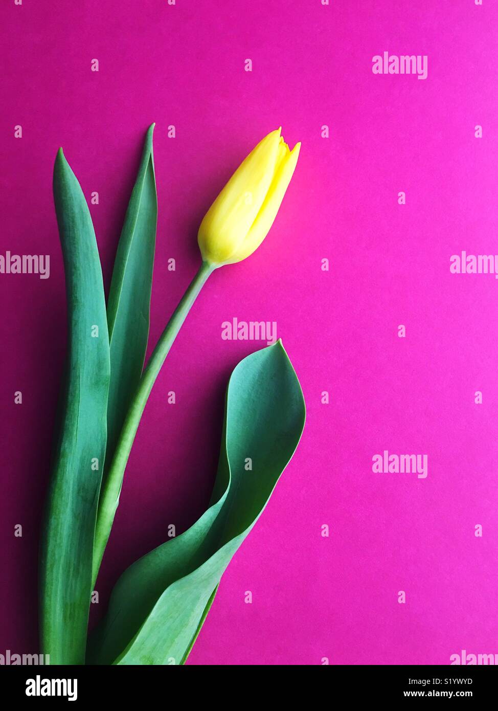 A single yellow tulip. Stock Photo