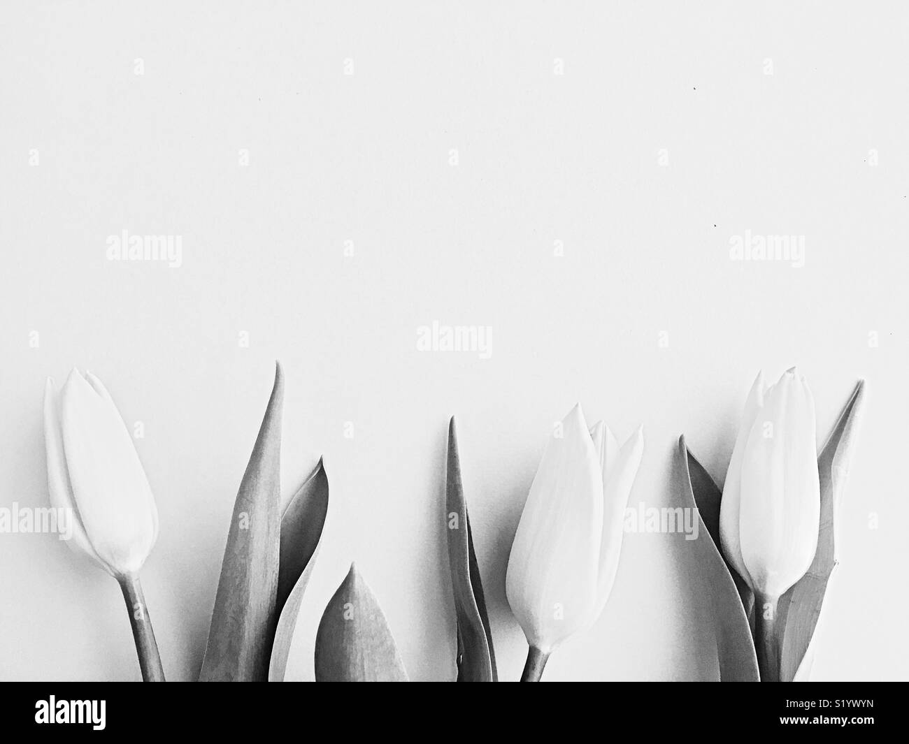 Three tulips in black and white. Stock Photo