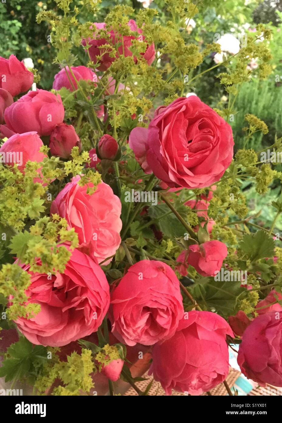 Ladies mantle flowers hi-res stock photography and images - Alamy