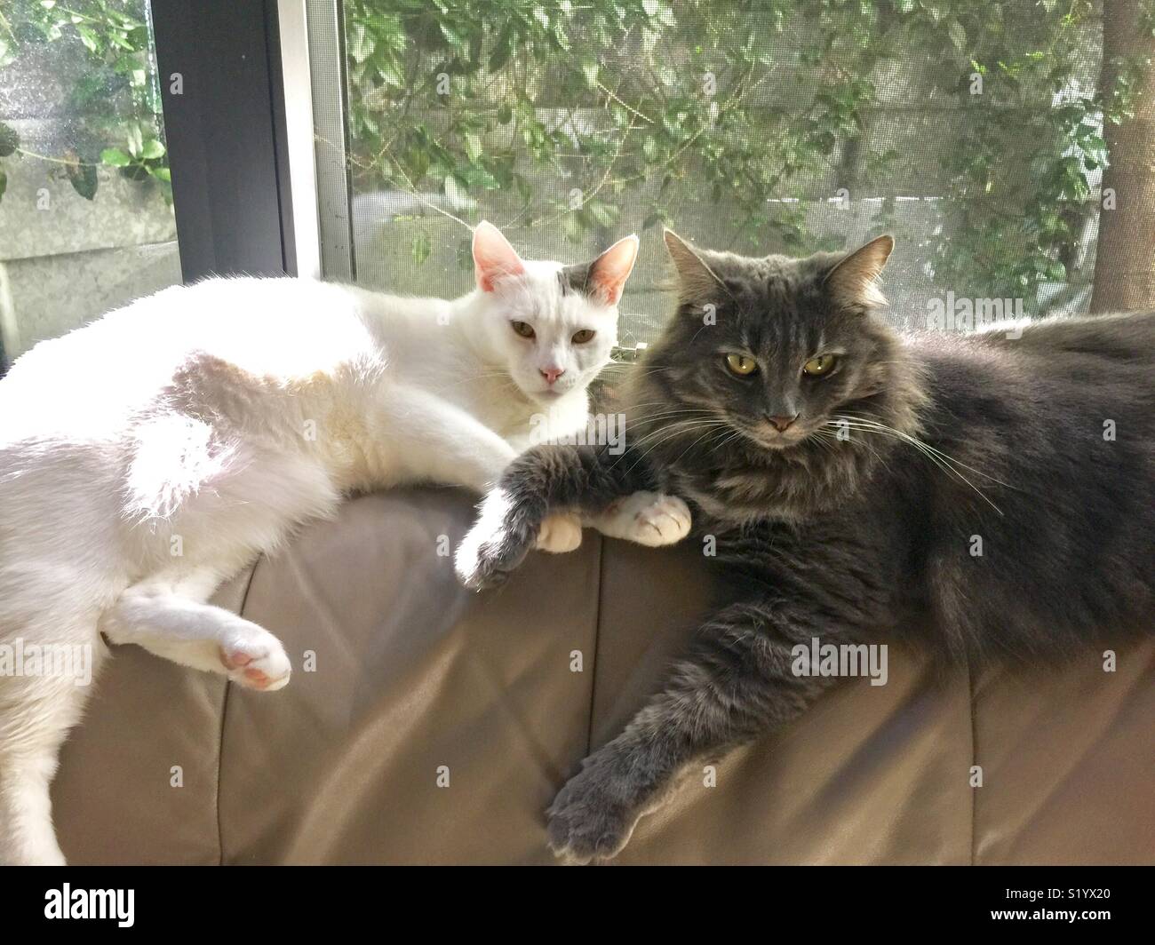 Sister cats. - Smartphone Captured Stock Image