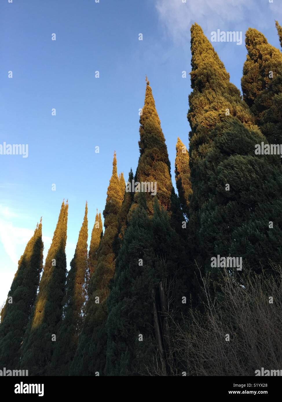 Italian Cypress trees. - Smartphone Captured Stock Image