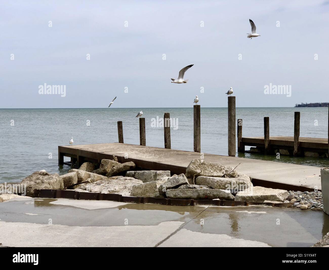 Gulls hanging out at the beach in Madison, Ohio. Stock Photo