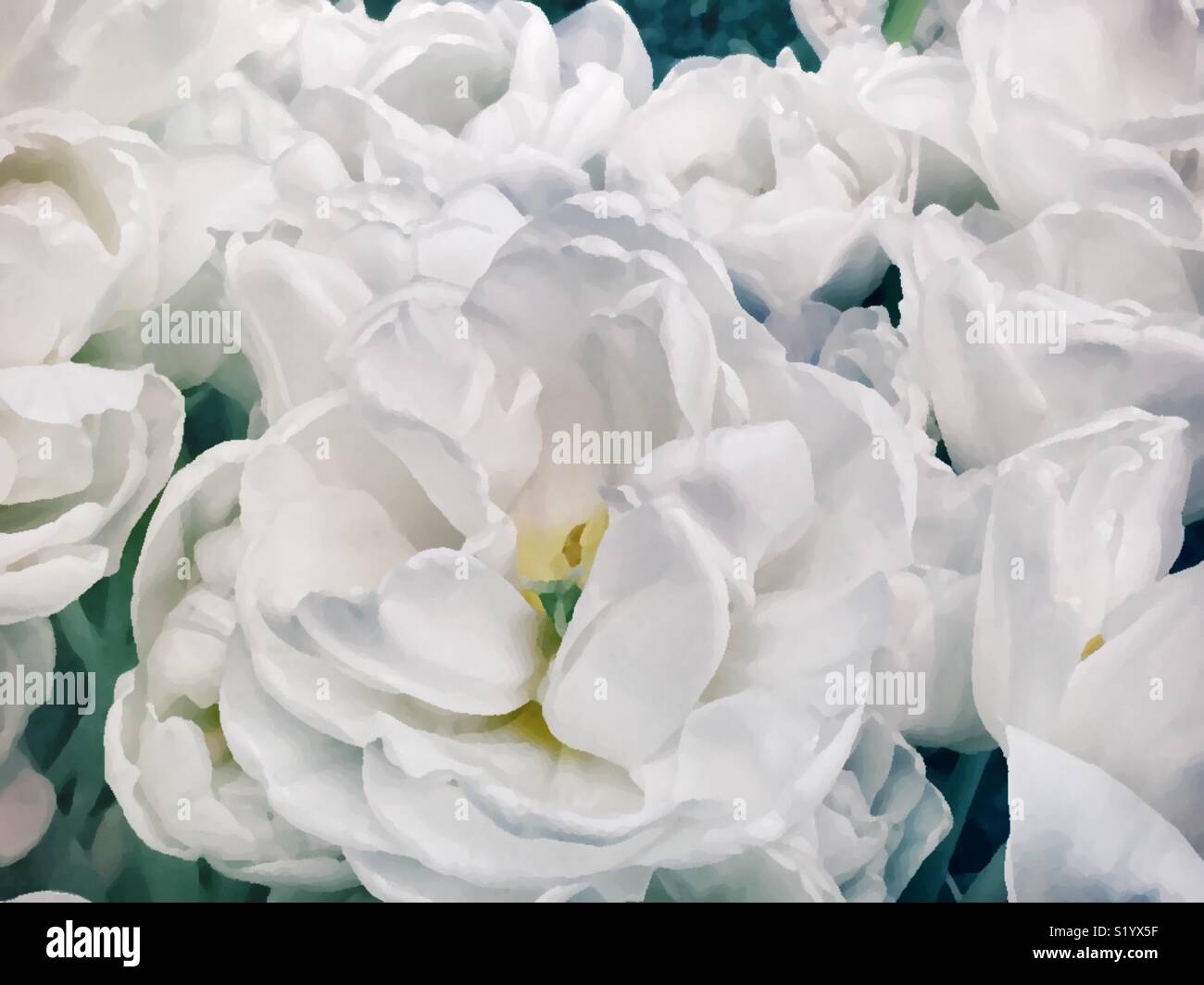 Luscious white double tulips - Smartphone Captured Stock Image