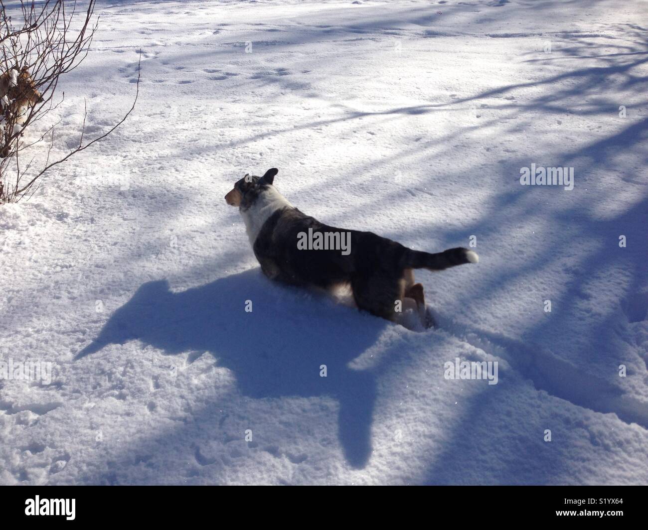 Smooth collie walking through deep snow in the winter Stock Photo
