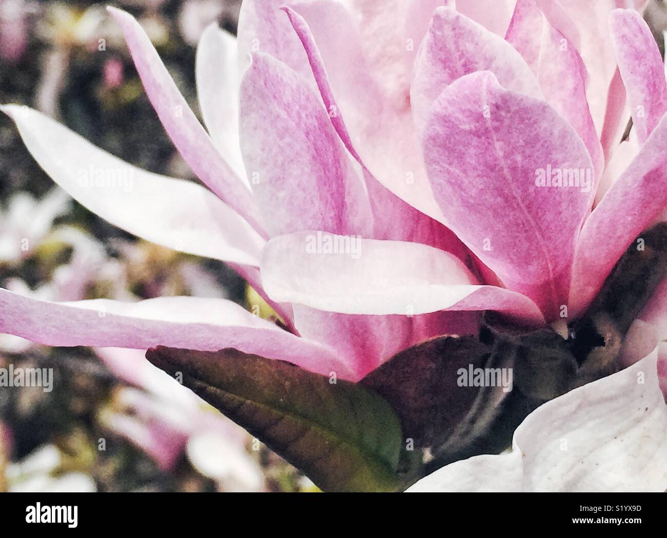 star magnolia (Magnolia stellata)  in full bloom Bellevue WA - Smartphone Captured Stock Image