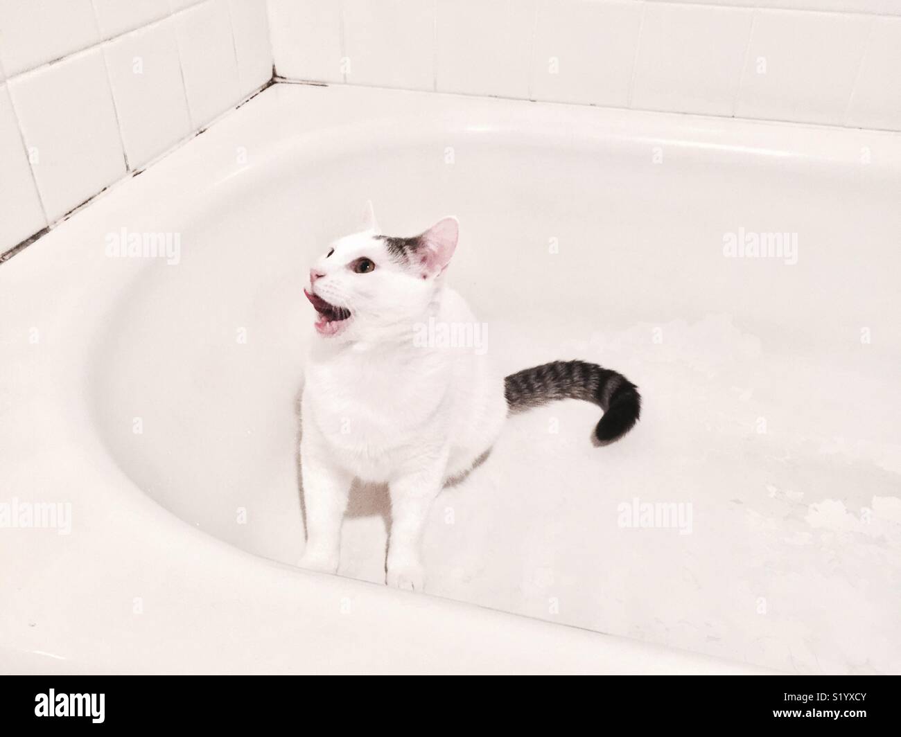White cat in a bathtub Stock Photo Alamy