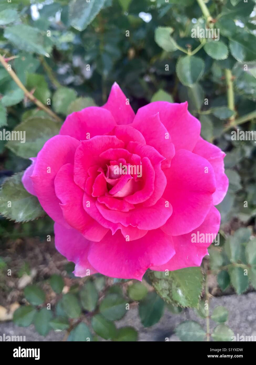 Stop to smell the beautiful pink rose Stock Photo Alamy