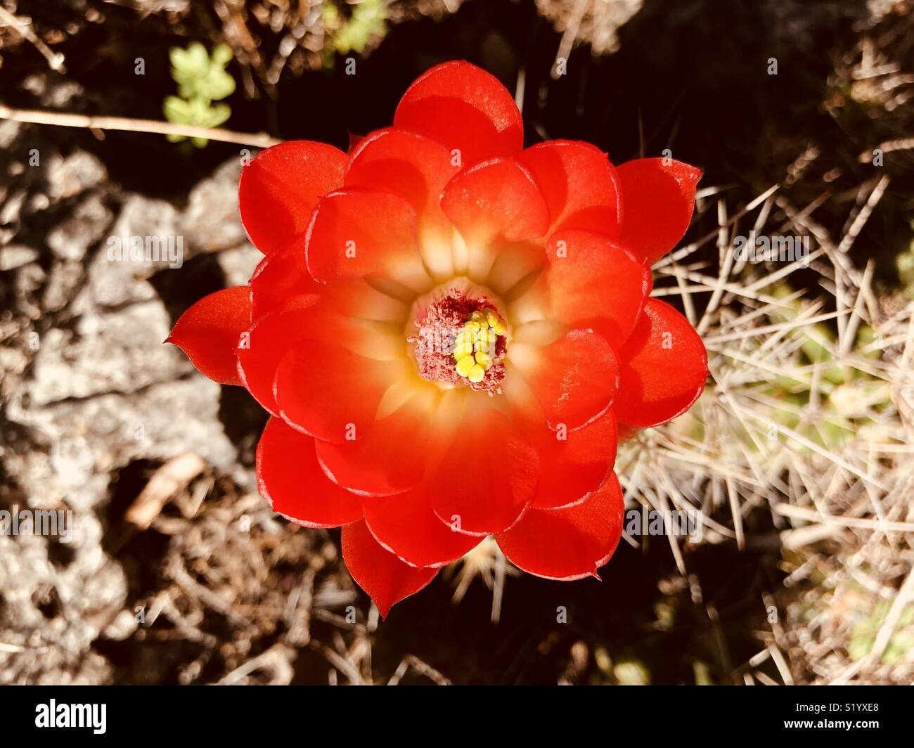 Claret cup cactus flower - Smartphone Captured Stock Image