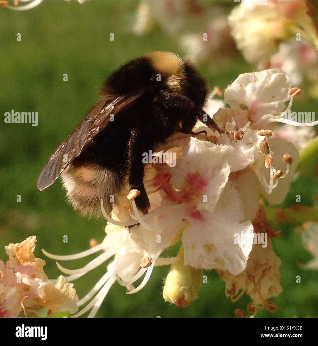 Bumblebee and Horse chestnut flowers, Aesculus hippocastanum - Smartphone Captured Stock Image