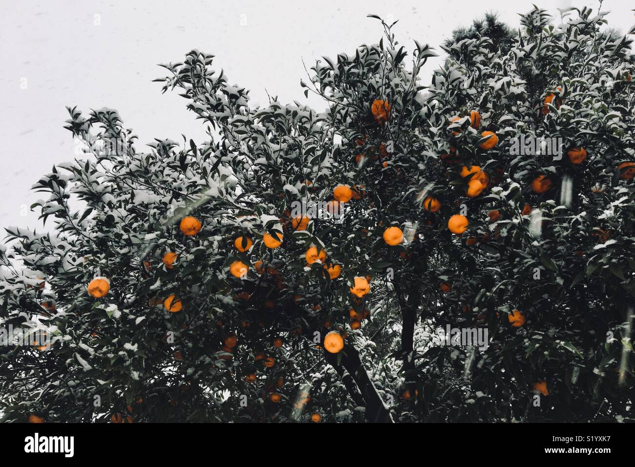 Snow falls on a mandarine tree in Naples, South of Italy. Naples, Italy. 27 February 2018 Stock Photo