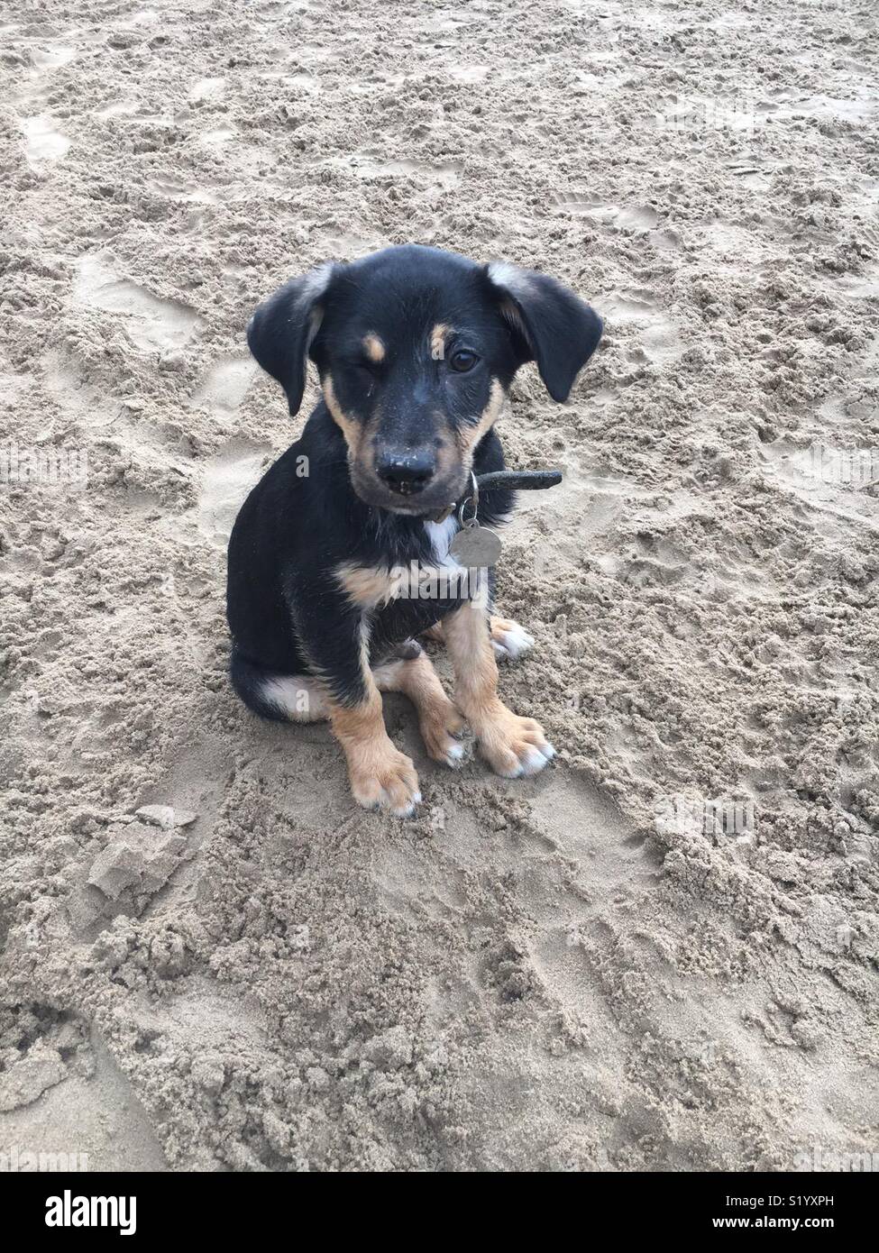 Black and Tan puppy dog winking his right eye while sitting on a beach.  And he’s cute. - Smartphone Captured Stock Image