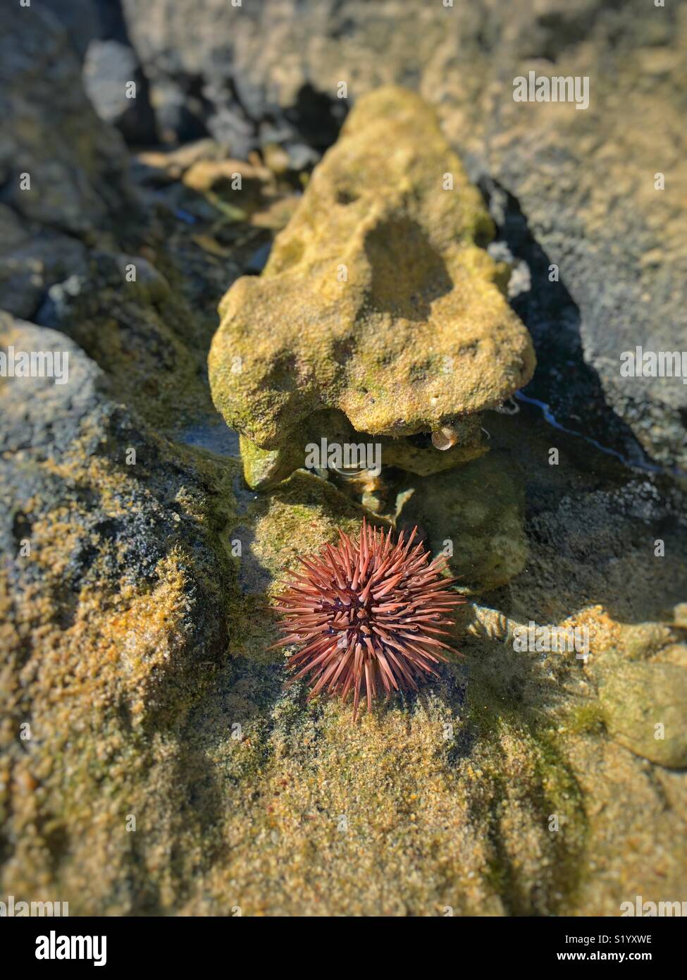 To sea hi hi-res stock photography and images - Alamy