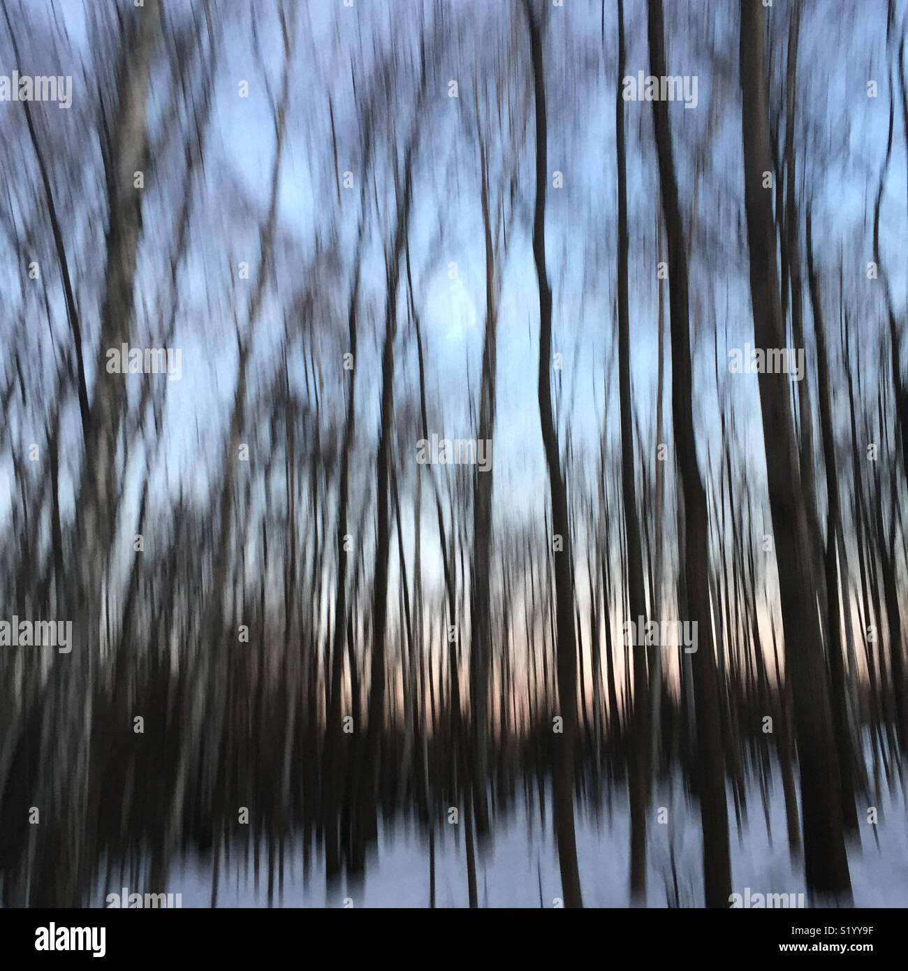 Spooky place in the forest. City public park. Winter time. Sunset time. - Smartphone Captured Stock Image Spooky place in the forest. City public park. Winter time. Sunset time. - Smartphone Captured Stock Image