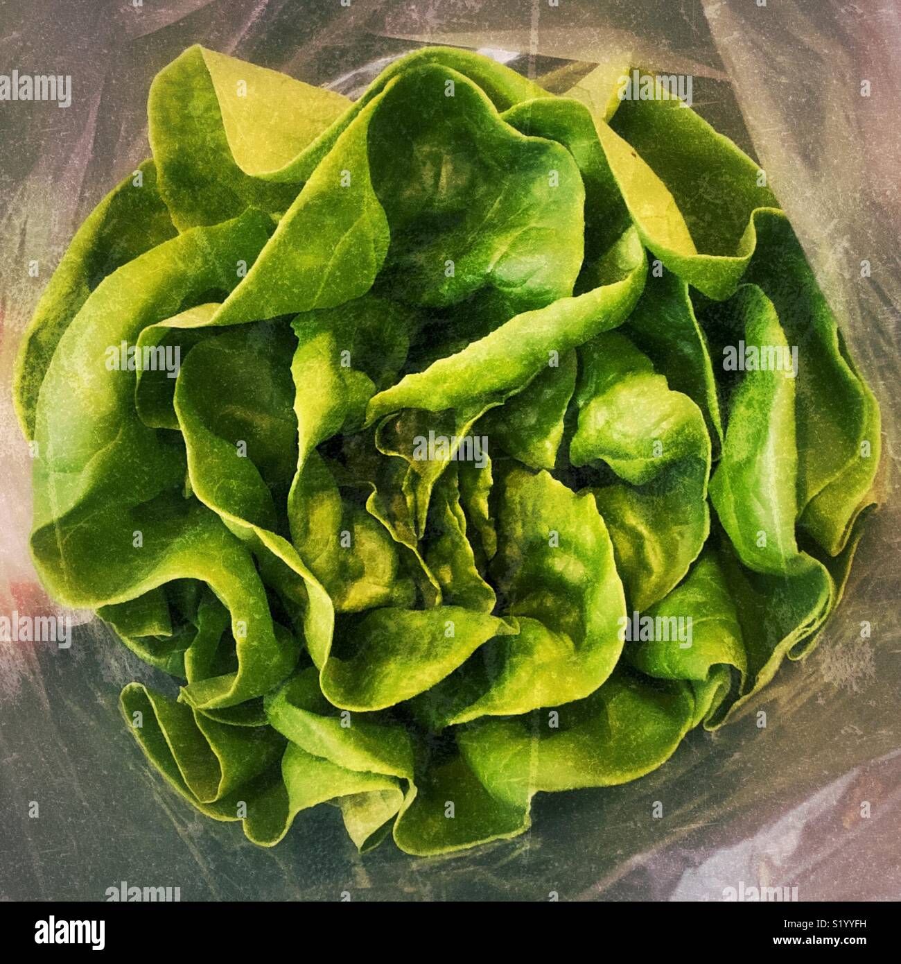 Fresh green leaf lettuce in a plastic bag Stock Photo