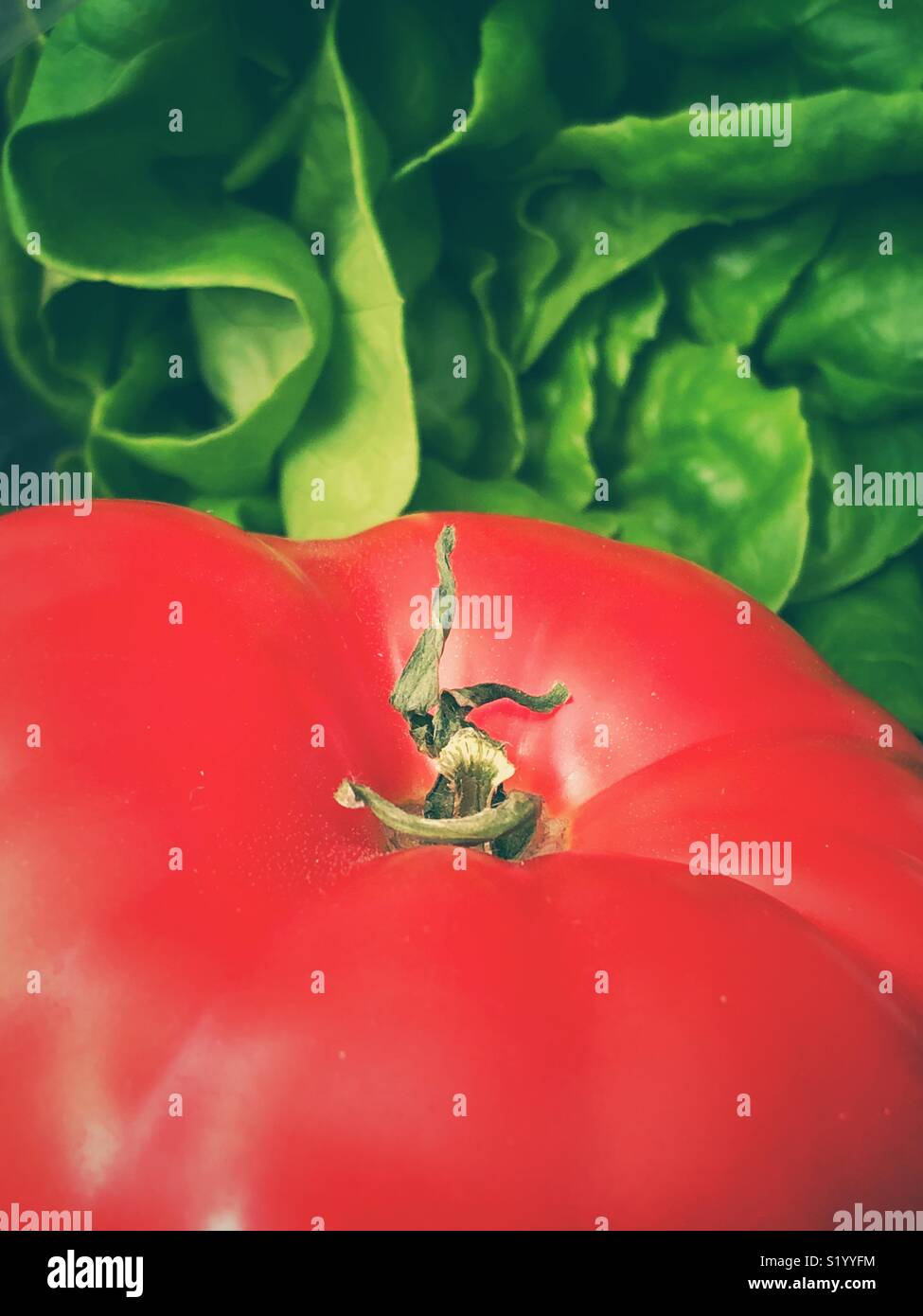 Closeup view of one large red ripe tomato top and fresh leafy green lettuce in background - Smartphone Captured Stock Image