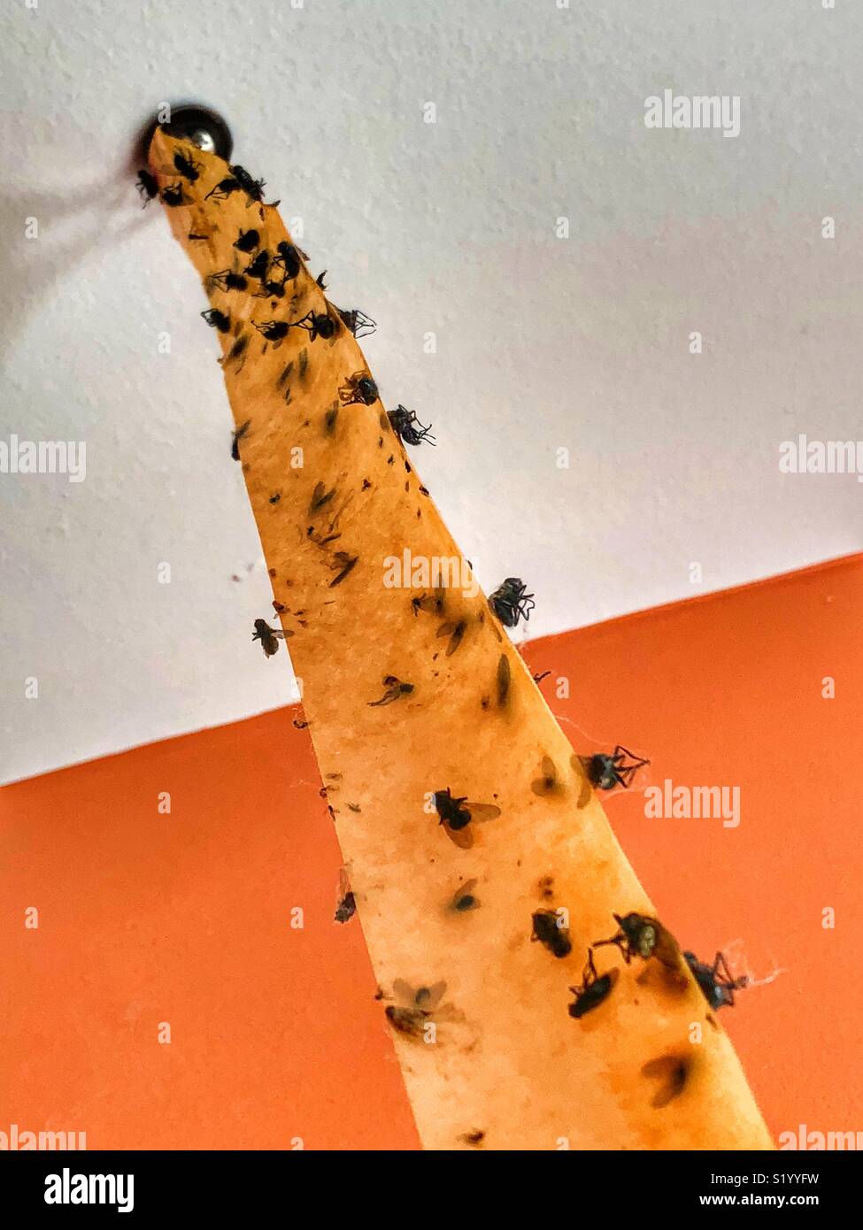 Looking up at dead house flies on a sticky flytrap hanging from ceiling Stock Photo