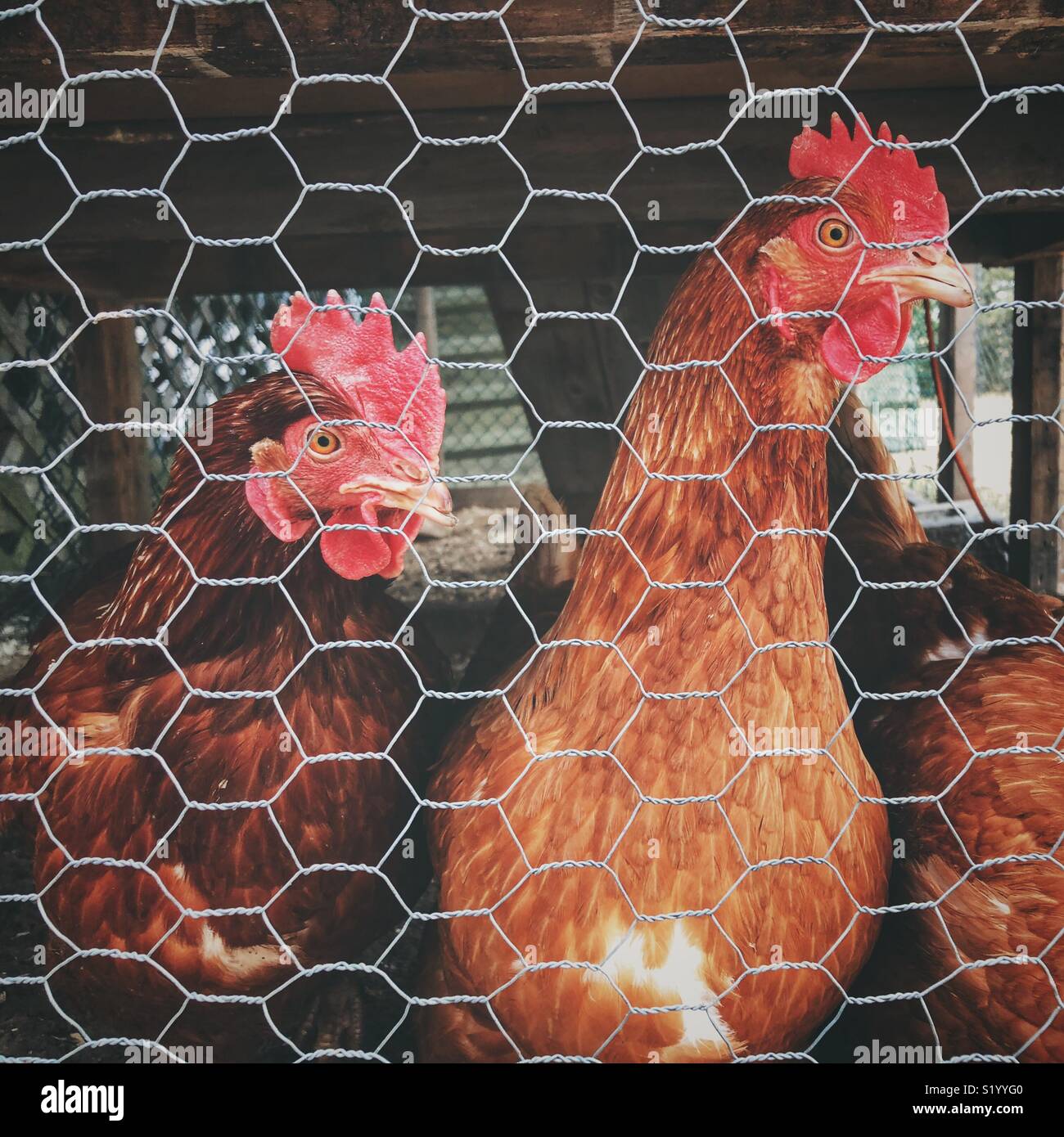 Backyard Rhode Island Red chickens behind chicken wire in pen underneath coop Stock Photo