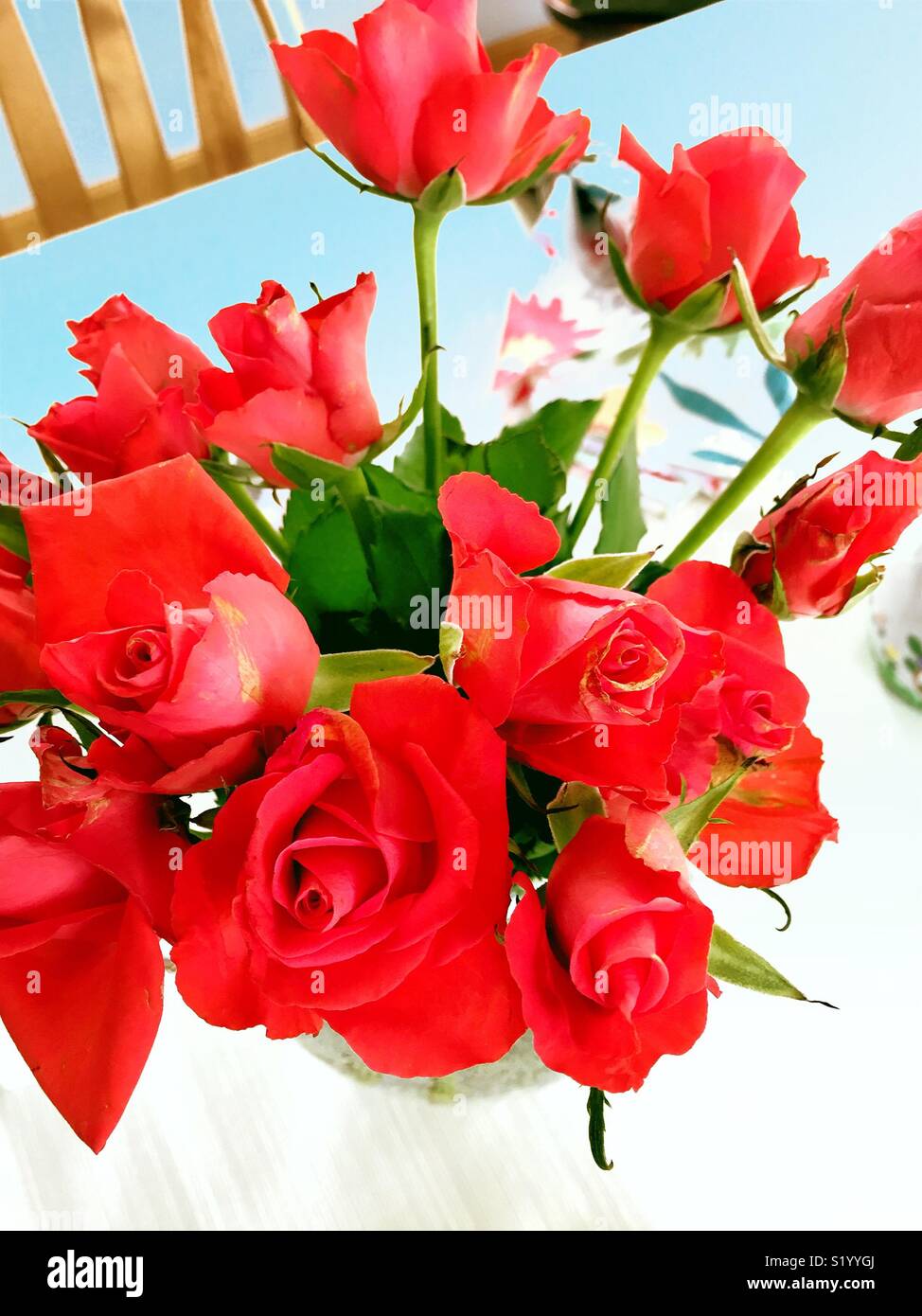 Vase of bright red roses on a dining room table in a private residence, United States - Smartphone Captured Stock Image