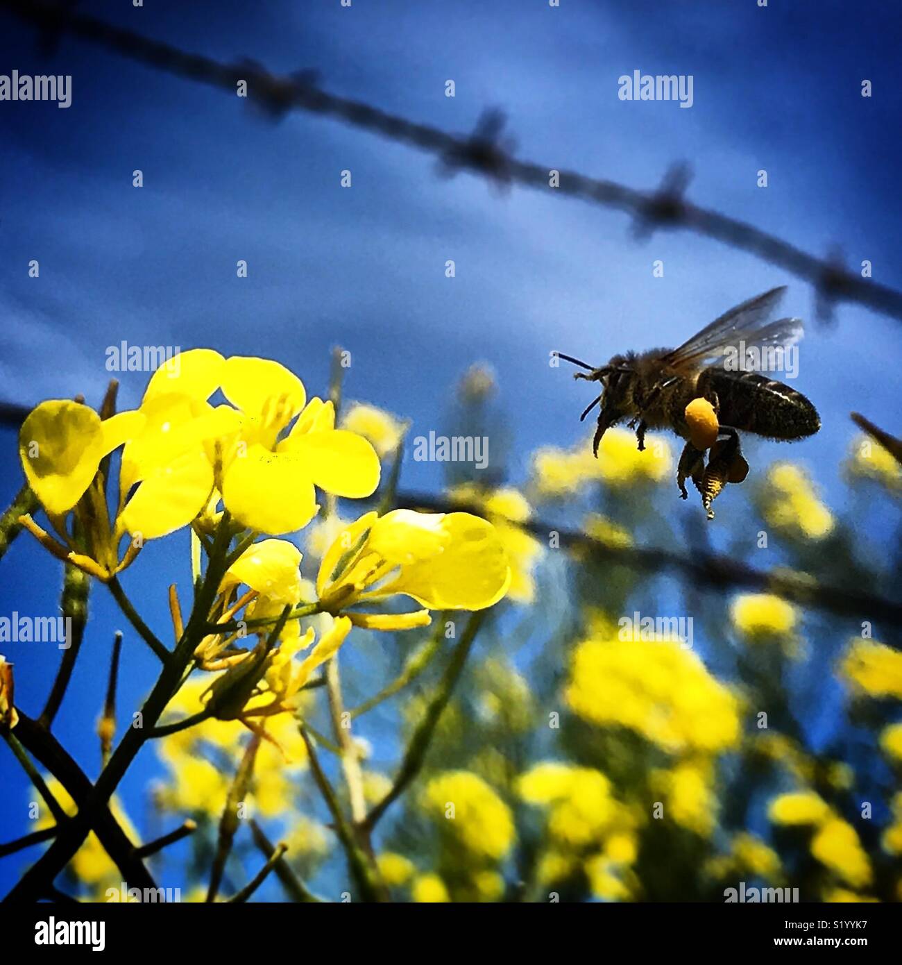 A honey bee flies to collect pollen in a yellow flower in front of a wired fence in Prado del Rey, Sierra de Cadiz, Andalusia, Spain - Smartphone Captured Stock Image