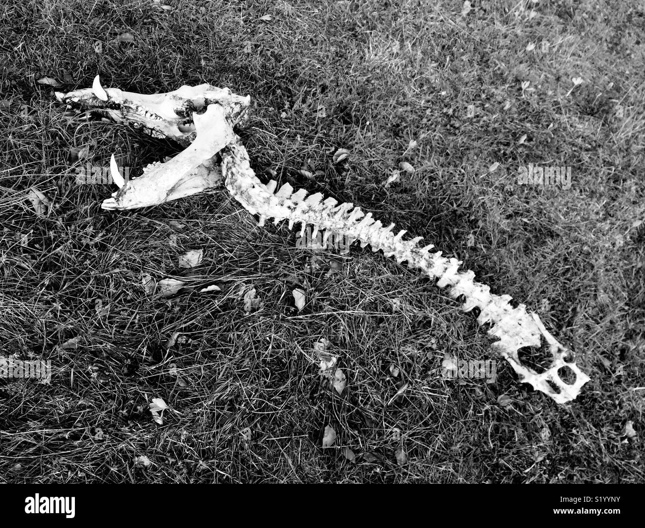 Animal skeleton dead death concept boar predator prey vertebral column head anatomy spine skull bones fangs - Smartphone Captured Stock Image