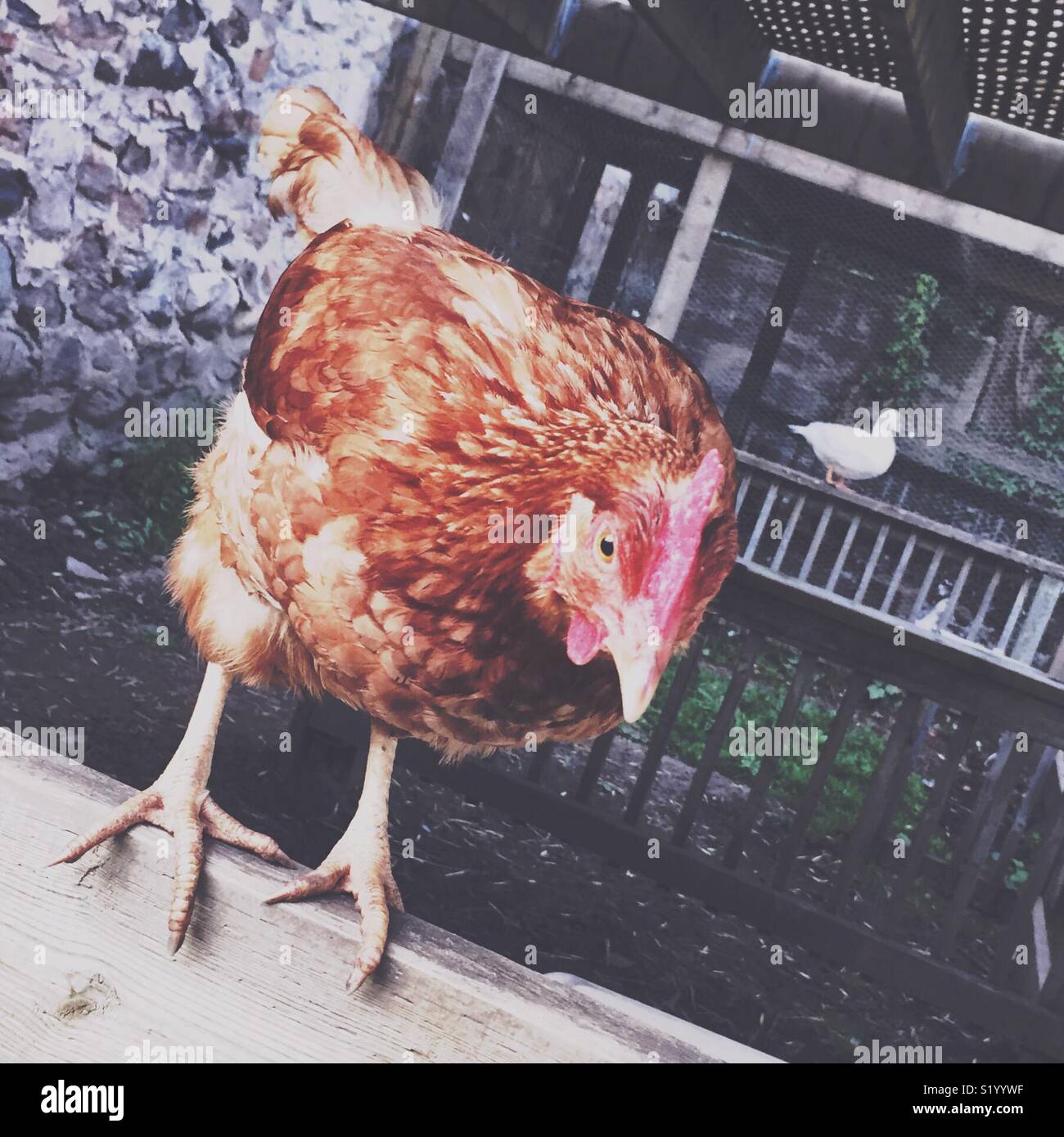 Cool chicken - Smartphone Captured Stock Image