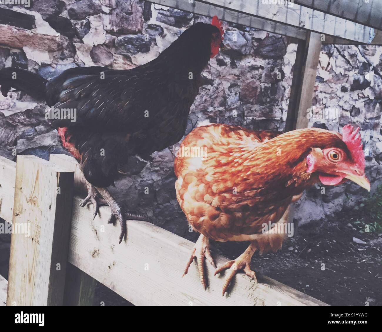 Two chickens Stock Photo