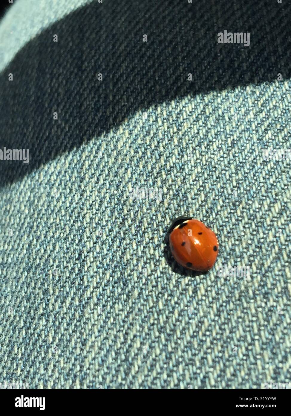 Ladybug sits on my lap. Stock Photo