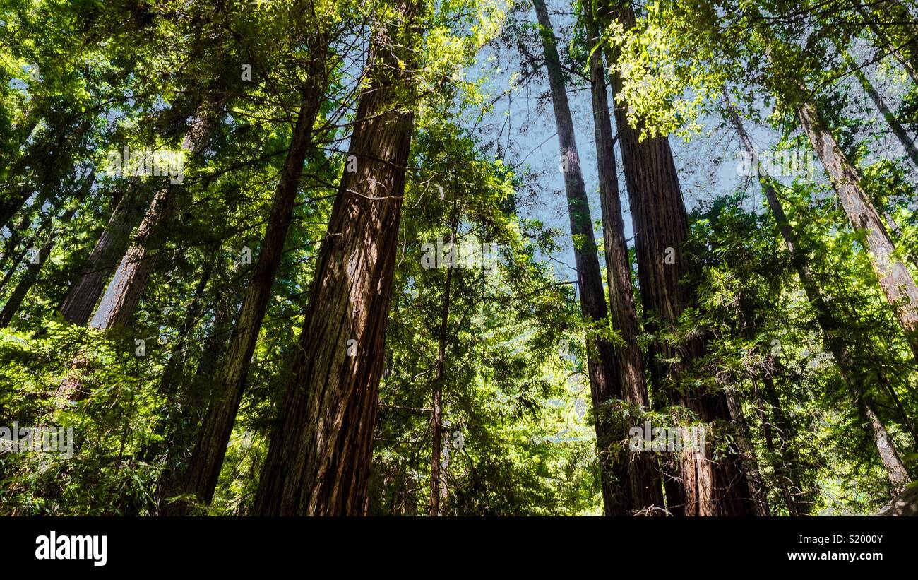 Virgin Redwood Trees in Jackson State Forrest in Fort Bragg, Northern California - Smartphone Captured Stock Image