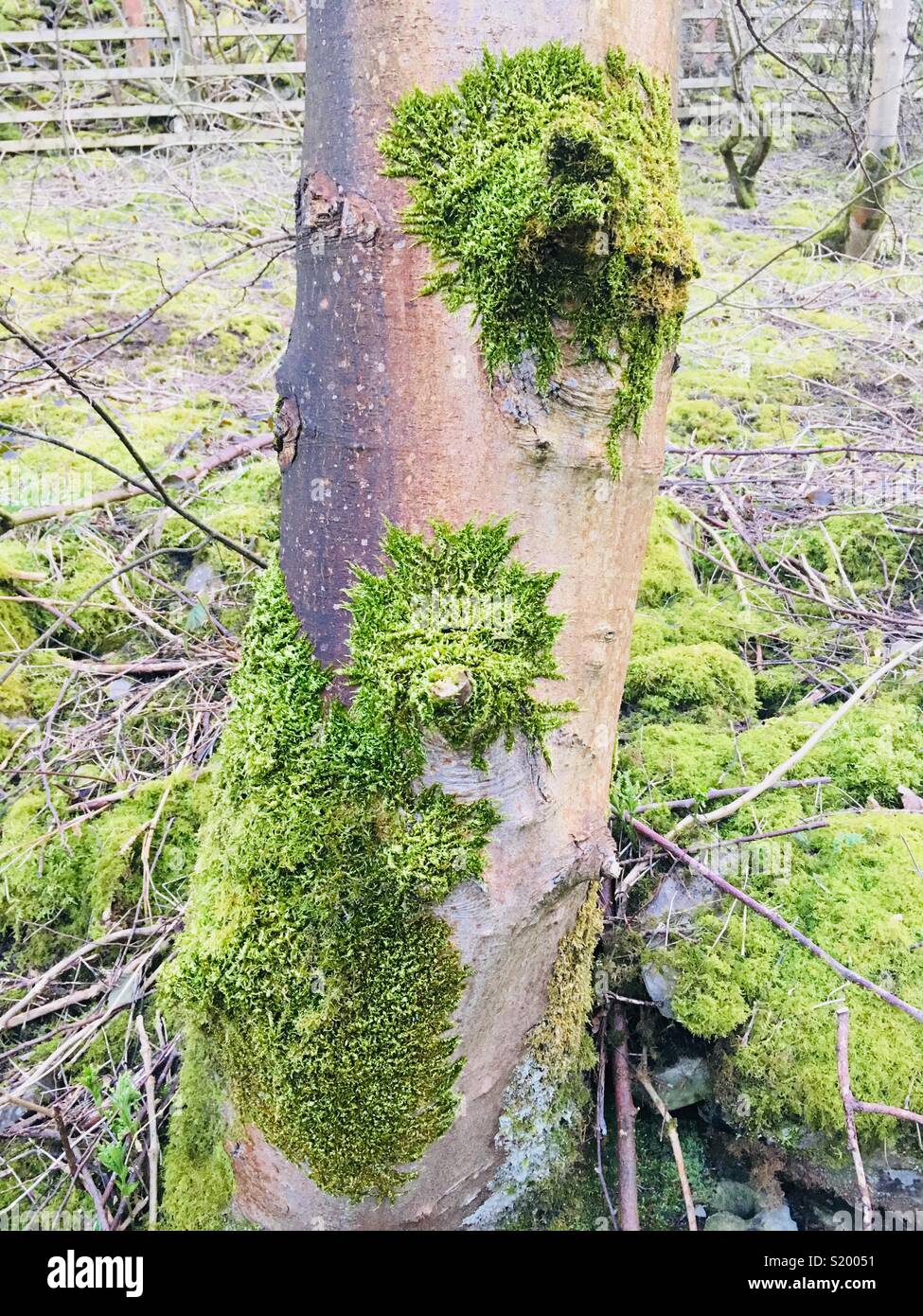 Patterned moss growth Stock Photo Alamy