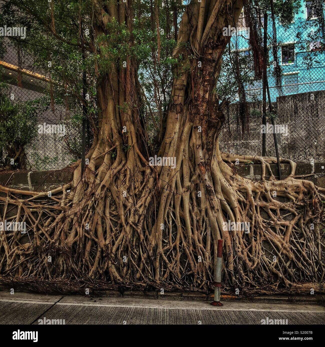Chinese banyan ‘wall trees’ (Ficus microcarpa), allowed to grow on a