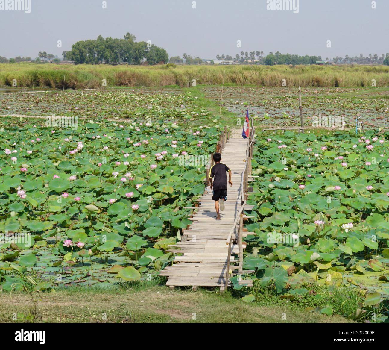 Siem Reap Lotus Farm Stock Photo 311016203 Alamy