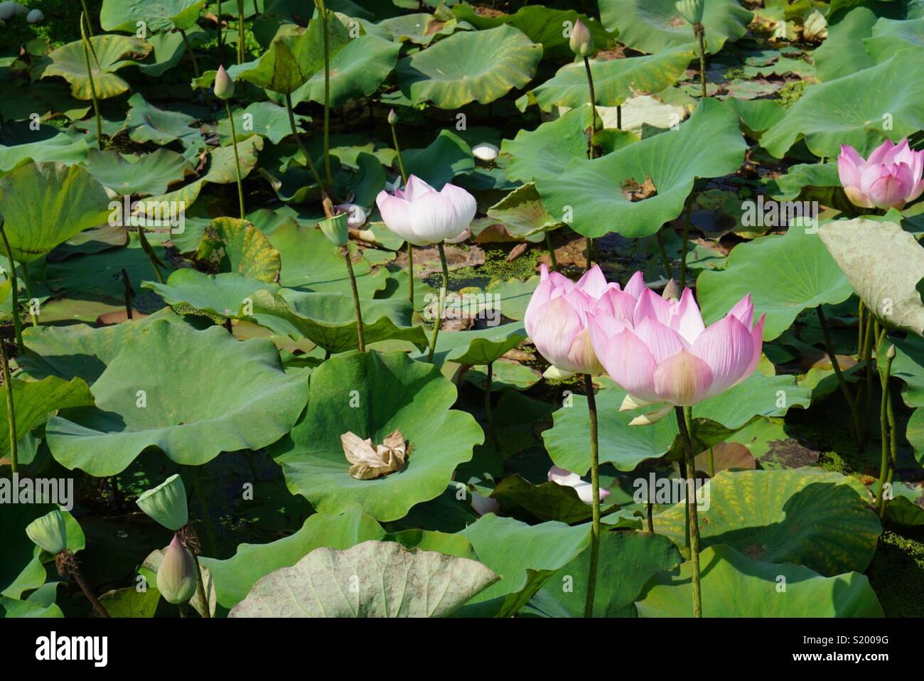 Lotus Farm Siem Reap Stock Photo 311016204 Alamy