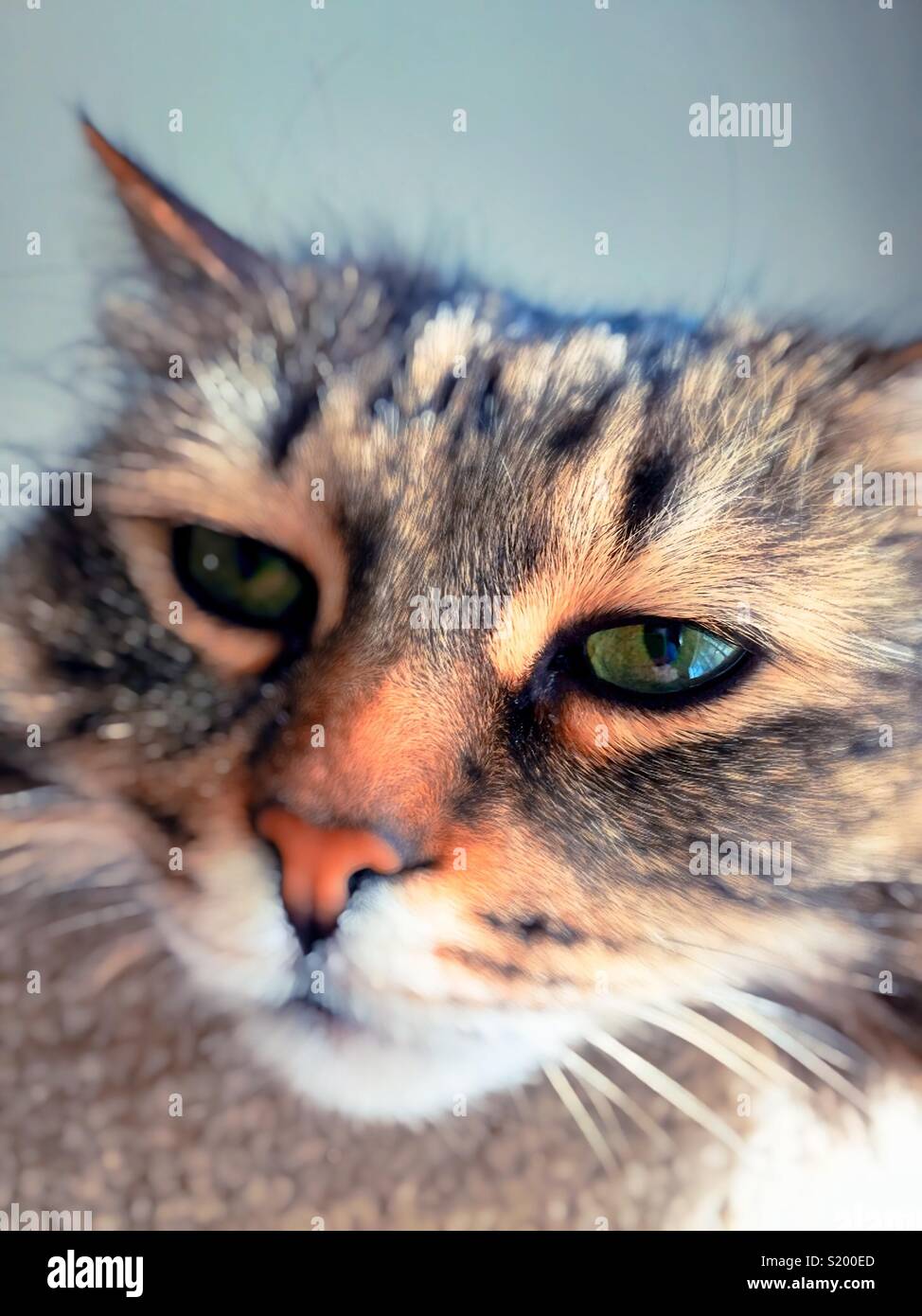 This Siberian cat breed has green eyes - Smartphone Captured Stock Image