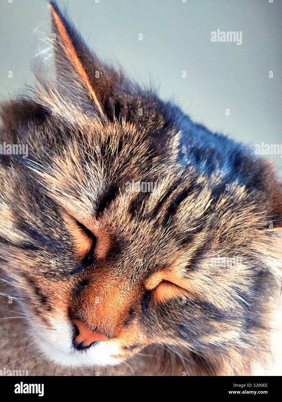 Siberian breed of cat napping - Smartphone Captured Stock Image