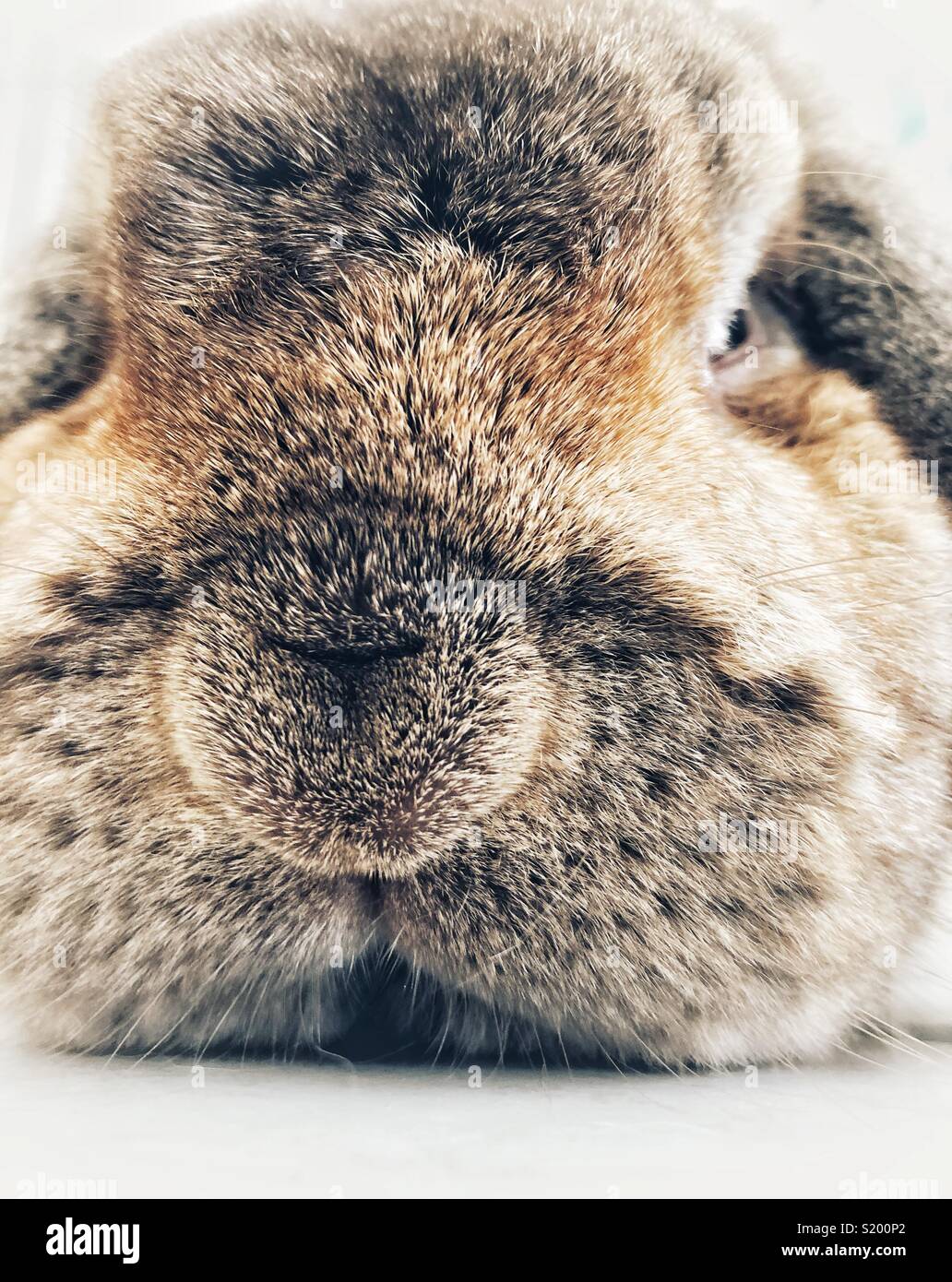 Brown and grey French Lop bunny rabbit closeup face portrait Stock Photo