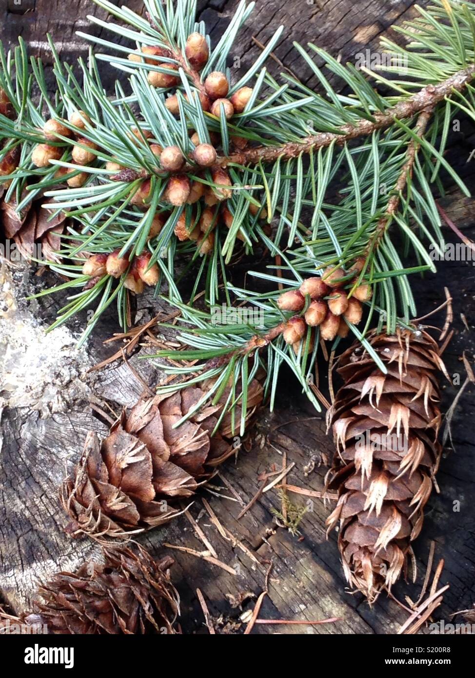 Variety of pine branch, pine cones, and spring buds. Stock Photo