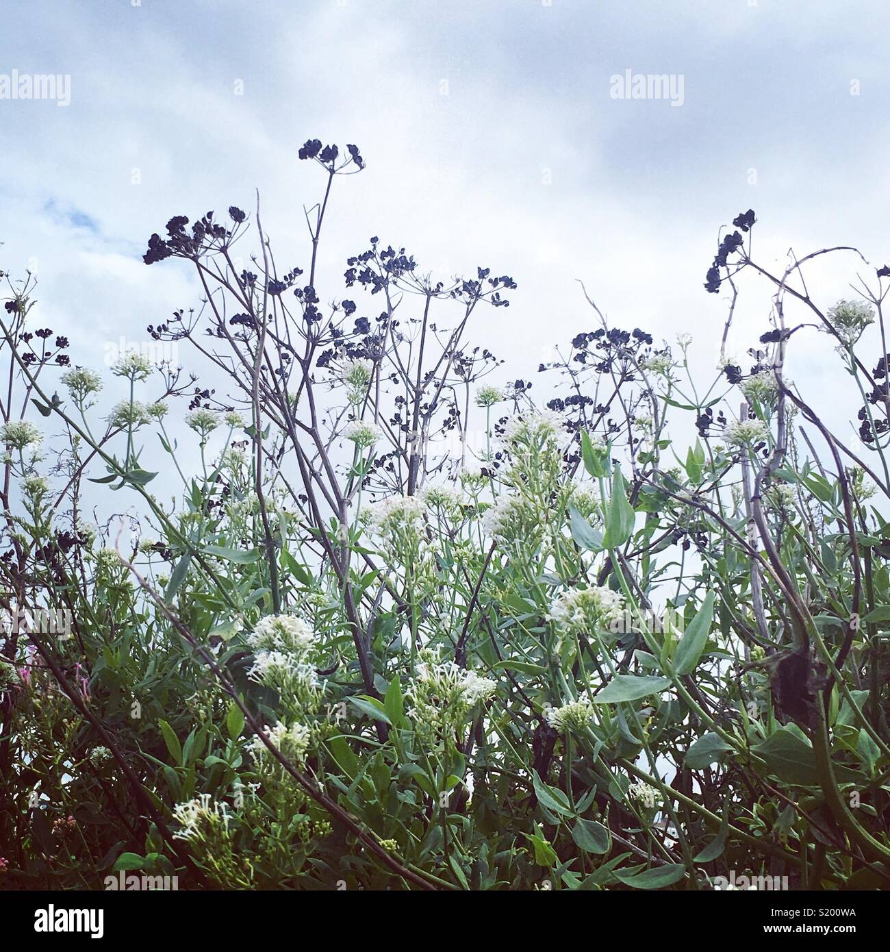 Coastal hedgerow flowers, Newquay, Cornwall Stock Photo Alamy