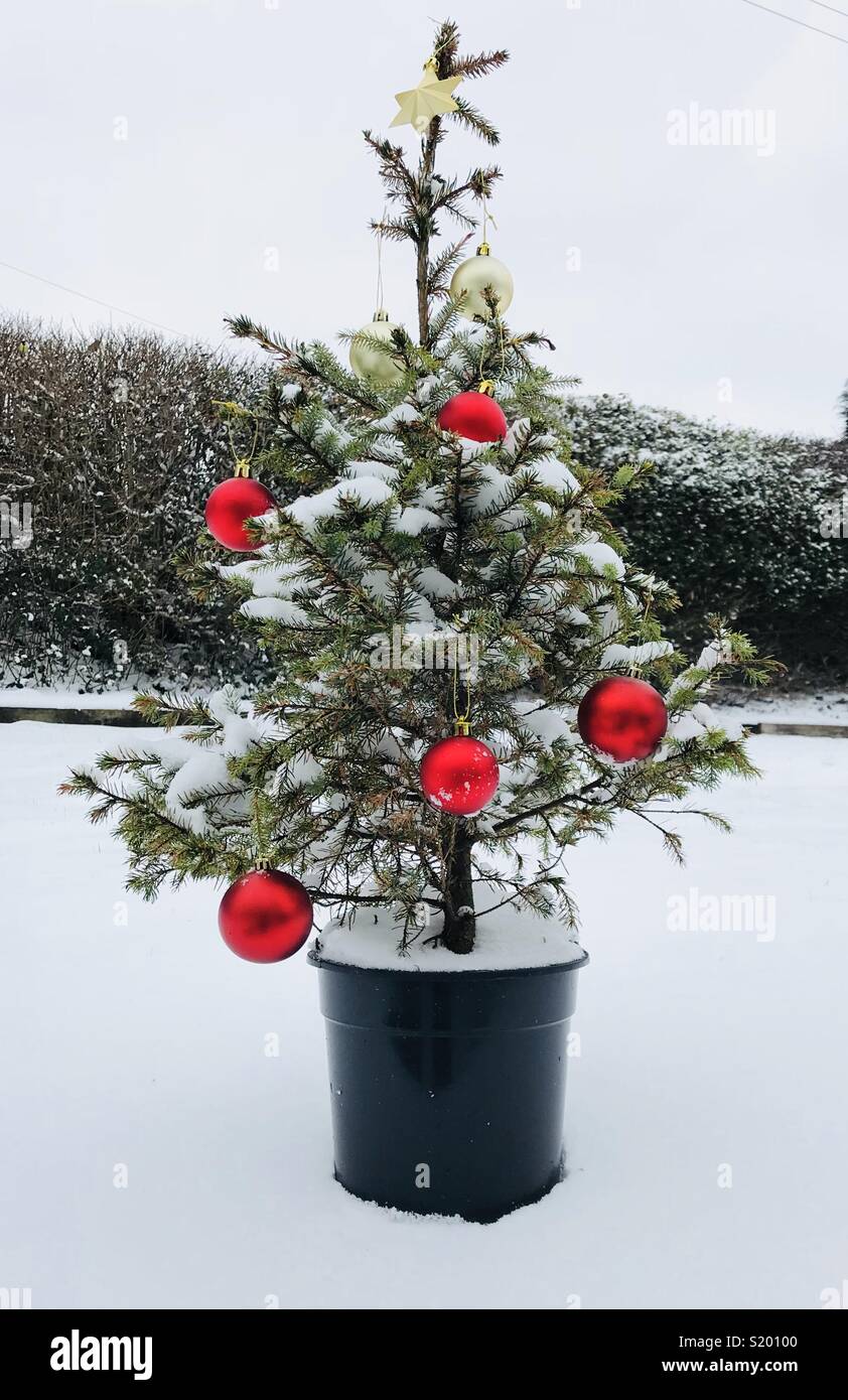 Christmas tree with a gold star and red baubles in a snow covered garden - Smartphone Captured Stock Image