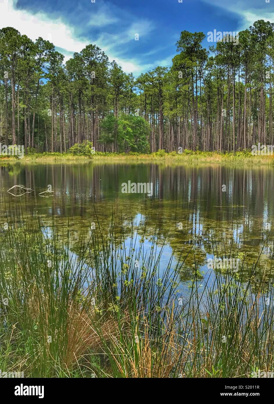 Osceola High Resolution Stock Photography and Images Alamy