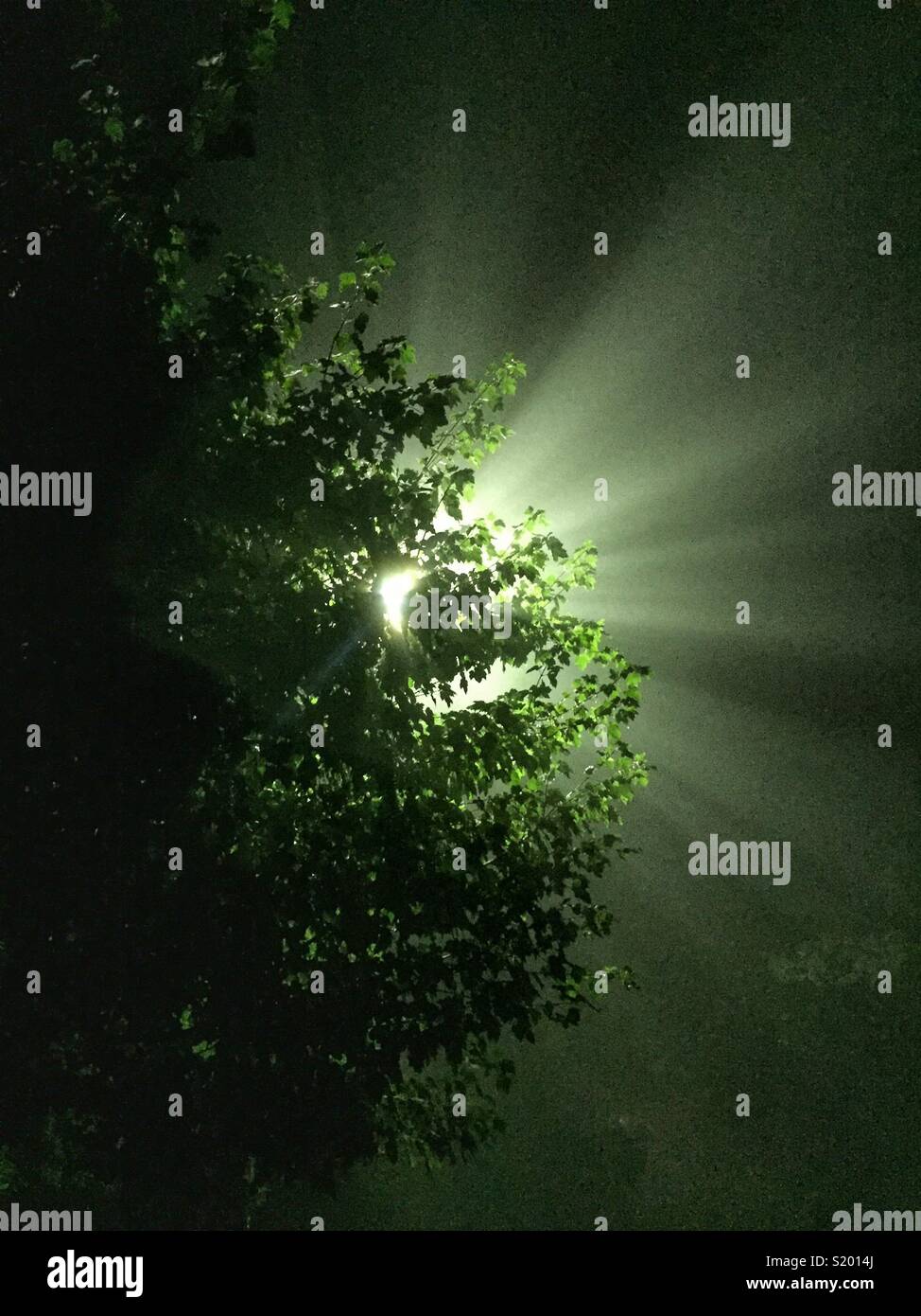 Nighttime fog, Leura, Blue Mountains, NSW, Australia - Smartphone Captured Stock Image